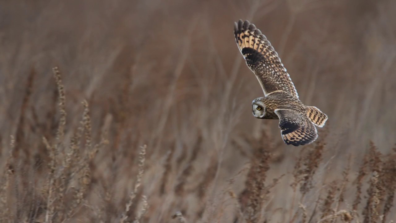 コミミズク（小耳木菟）　short-eared owl