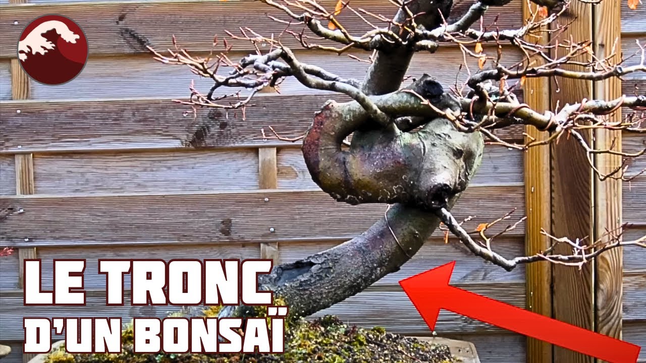 Le Tronc d’un Bonsaï – Élément Central de la Construction – Épisode 2 🌱NEJIKAN BONSAI 🌱