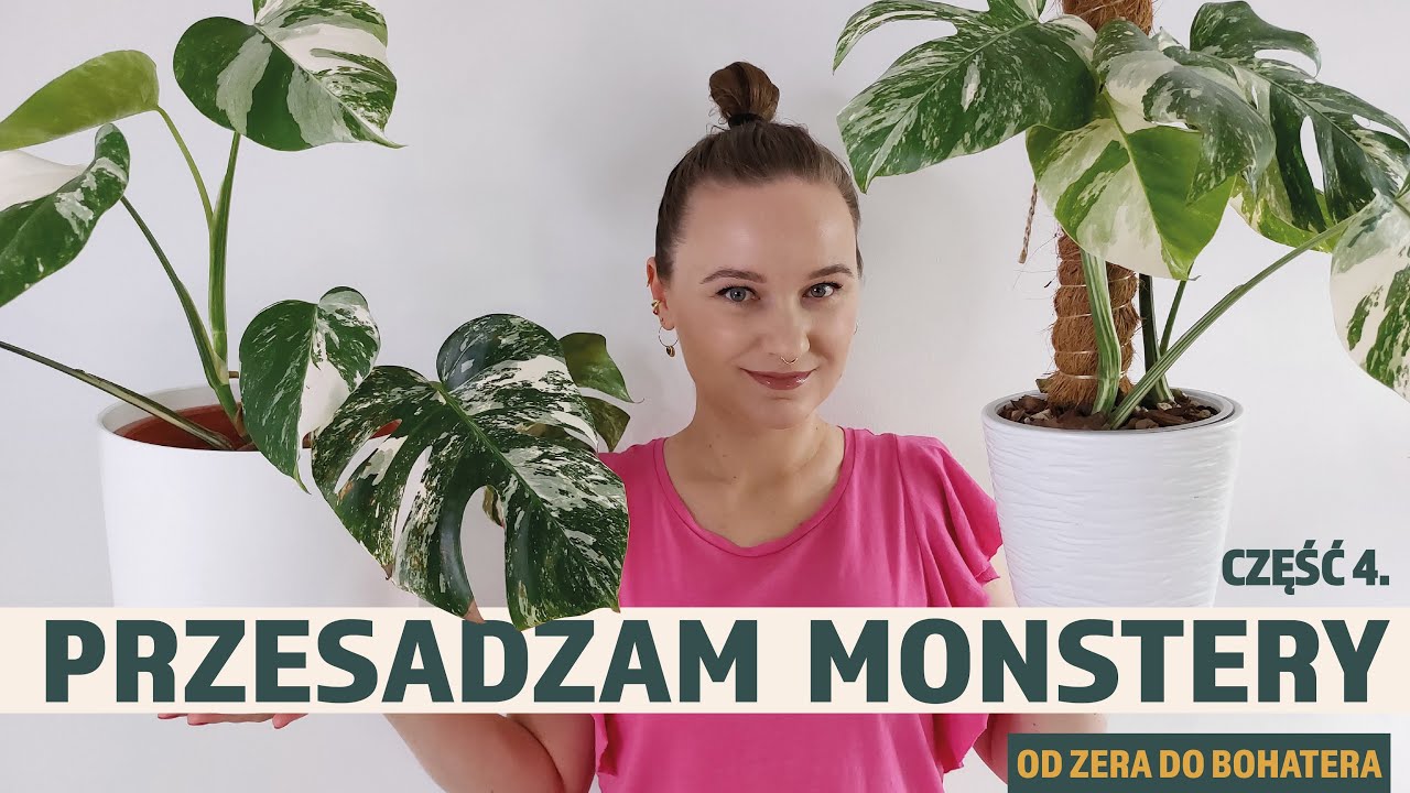 ♦︎ Przesadzam monstery wariegaty ♦︎ Robię palik z plecami 🤗
