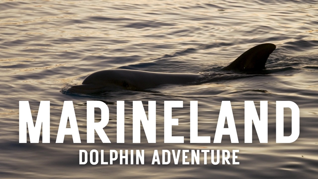 Marineland Dolphin Adventure