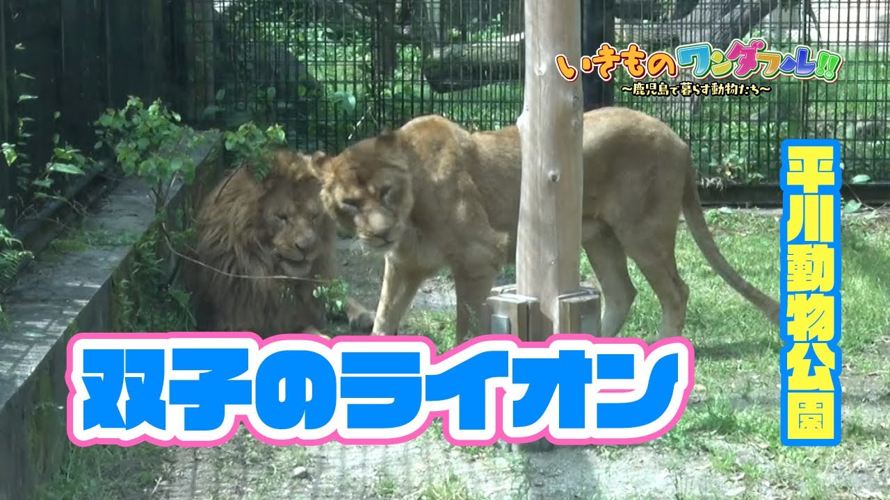【いきものワンダフル!!】この春仲間入り！○○○○【平川動物公園】