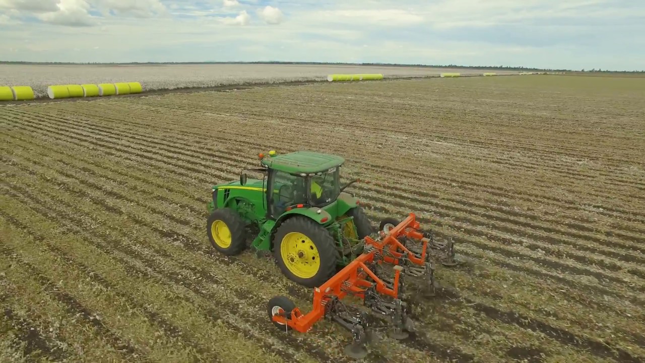 Scorpion Root Cutter