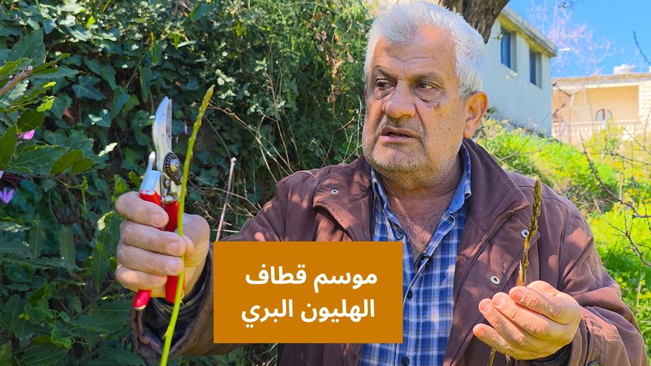 Spring in the Lebanese Mountains. Foraging Wild Asparagus & Cooking in Yahchouch