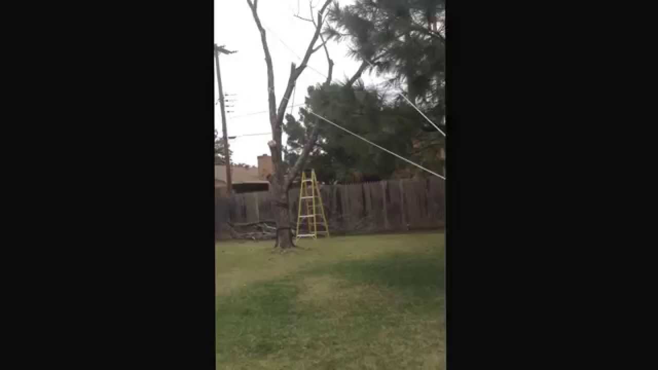 Dependable Lawn Care taking down dead tree like a pro. Christon Cooke and Lane Watkins