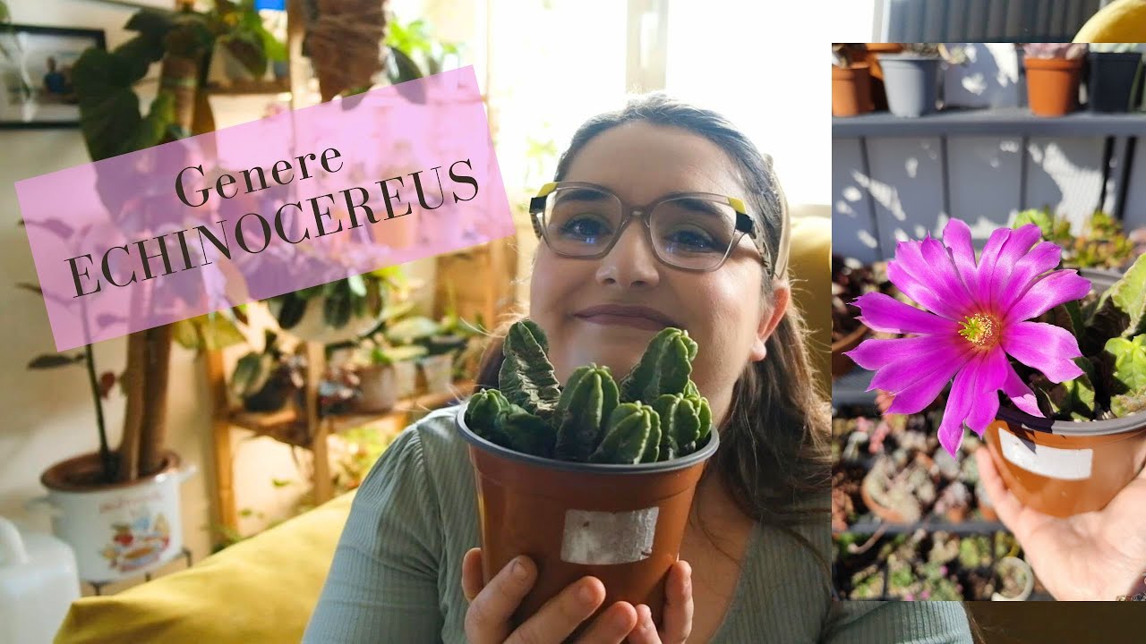 Il Genere ECHINOCEREUS: come si coltiva? #piantegrasse #cactus
