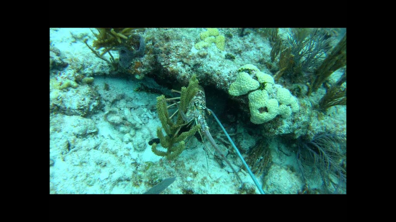 Catching Florida Lobster off of Elliott Key Miami