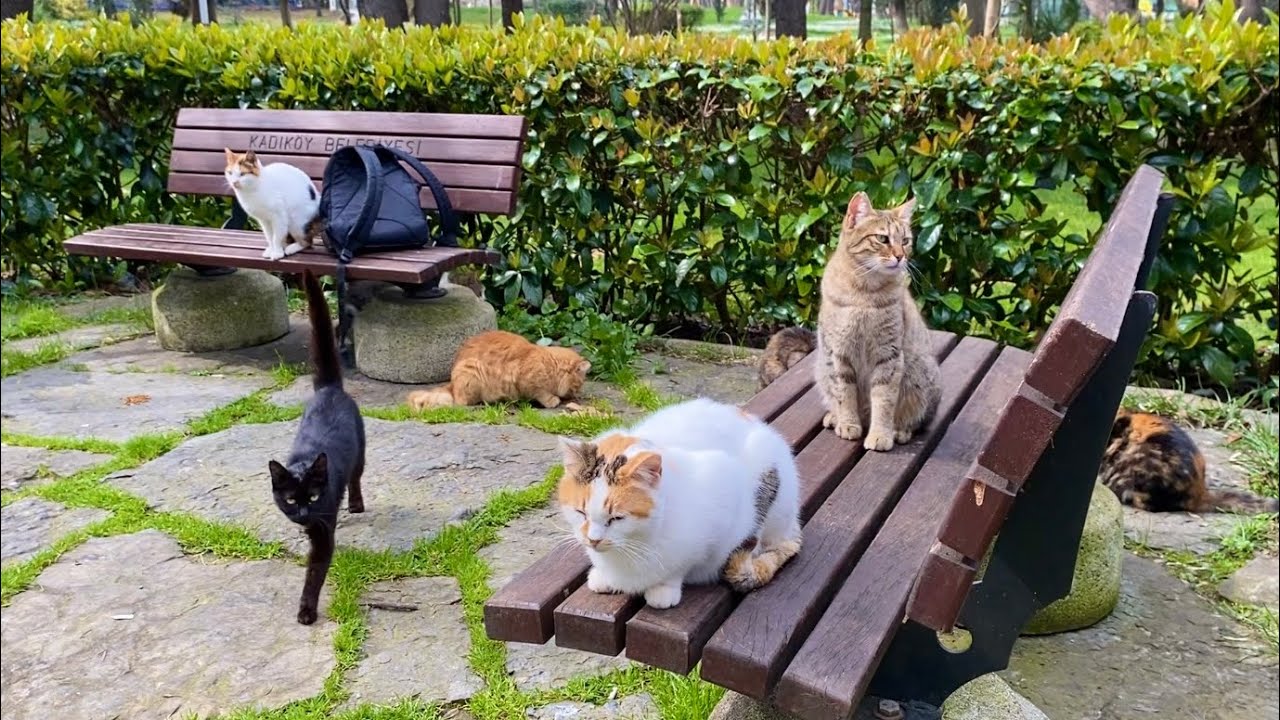 Hundreds of beautiful cats live in this park. I gave them food.