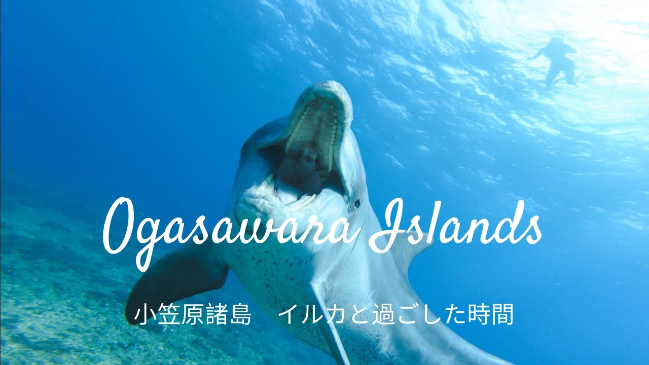 小笠原諸島　イルカとその仲間たち