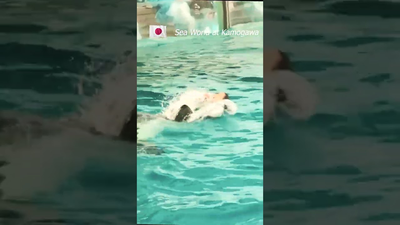 Killer Whale Show #killerwhaleshow #watershow #animaltraining