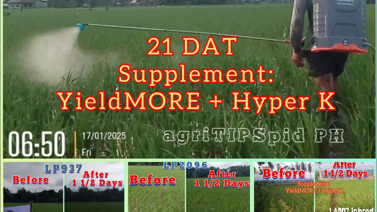 20-21DAT Before & After|Prevention for Green Leaf Hopper, Stem Borer & Whorl Maggots