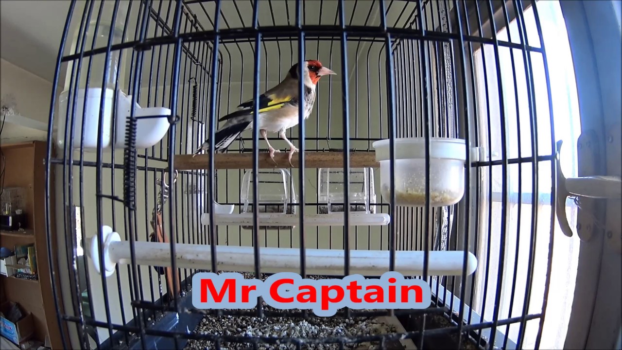 Saka kuşu resitalleri 📢 🐦🐦