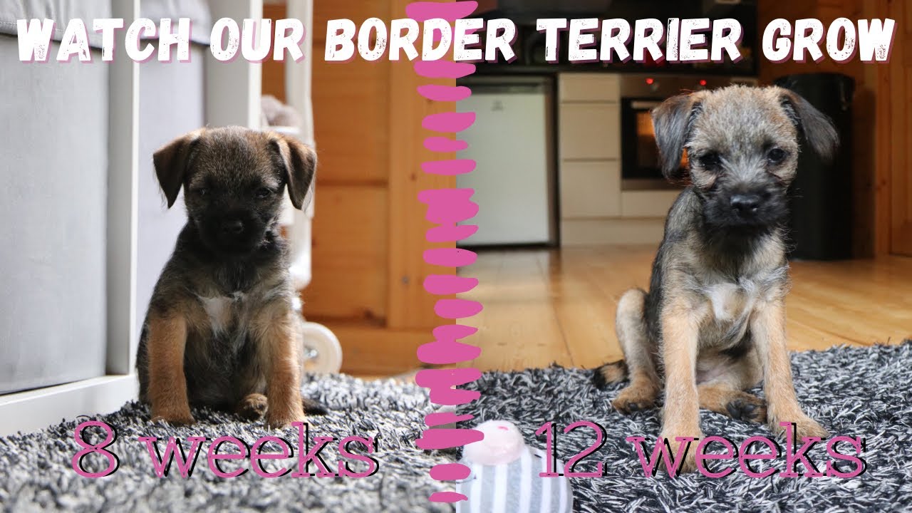 Tea (BORDER TERRIER PUPPY) Growing up - from 8 weeks to 12 weeks 🐾