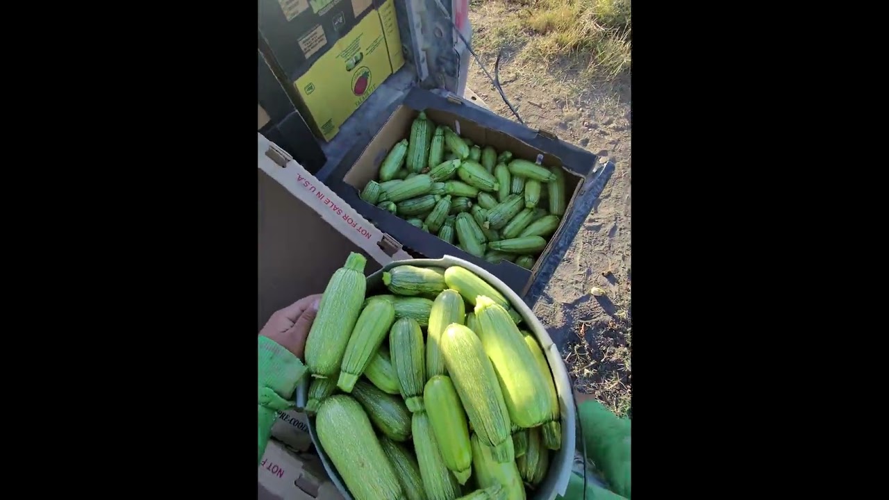 Un dia cortando Calabaza