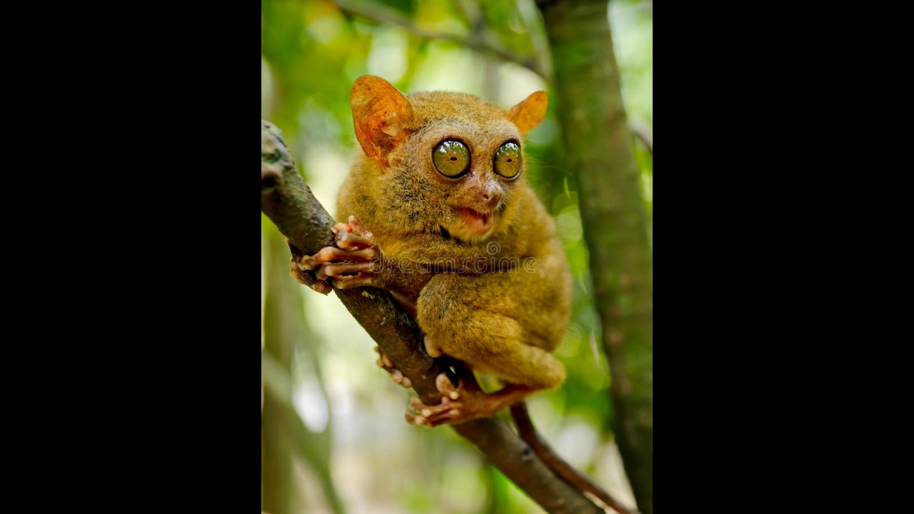 CHILDREN OF THE NIGHT: TARSIERS. Q & A WITH TEXAS A & M PROFESSOR AND ASSOCIATE DEPARTMENT HEAD