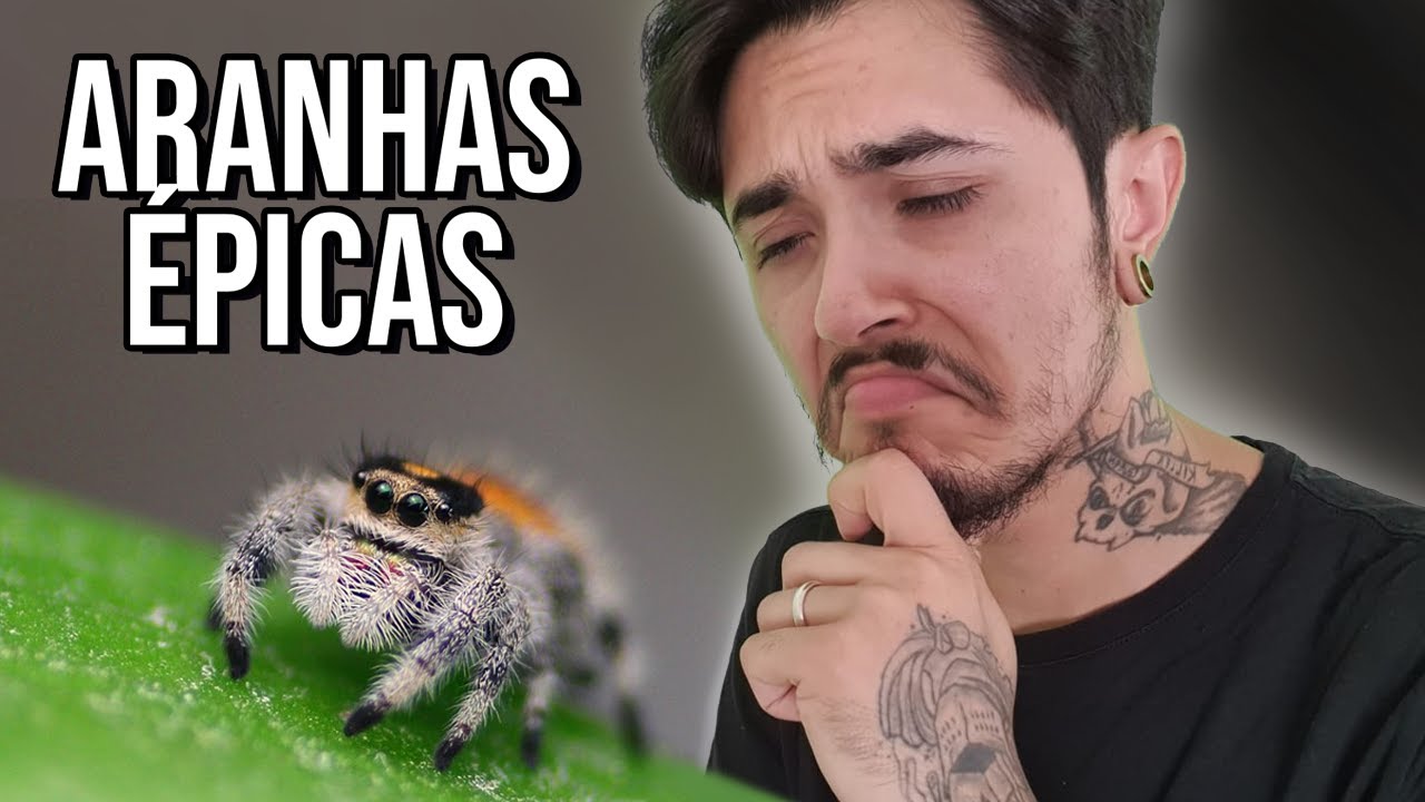 Aranha o bicho mais maneiro e estranho ao mesmo tempo