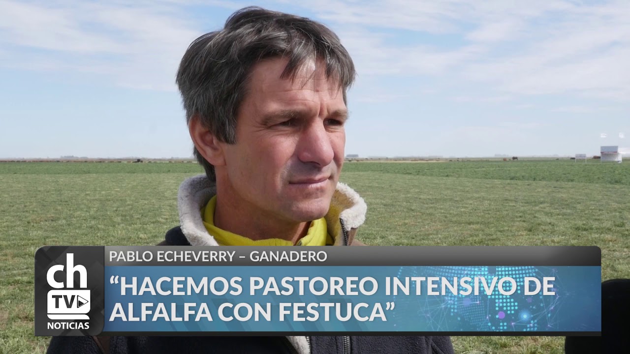 PABLO ECHEVERRY - HACEMOS EL CICLO DE GANADERÍA COMPLETA EN PELLEGRINI, EN BS. AS.