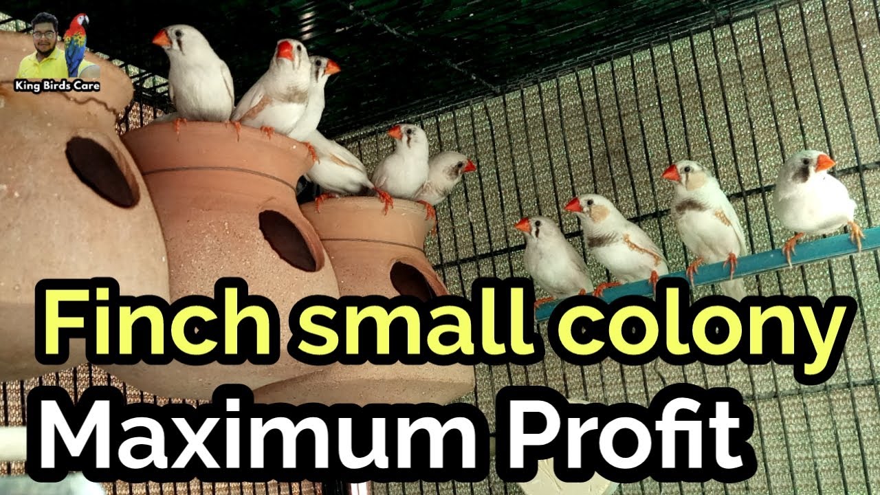 Zebra finch colony| White zebra finch | Amazing zebra finch breeding colony setup |finch