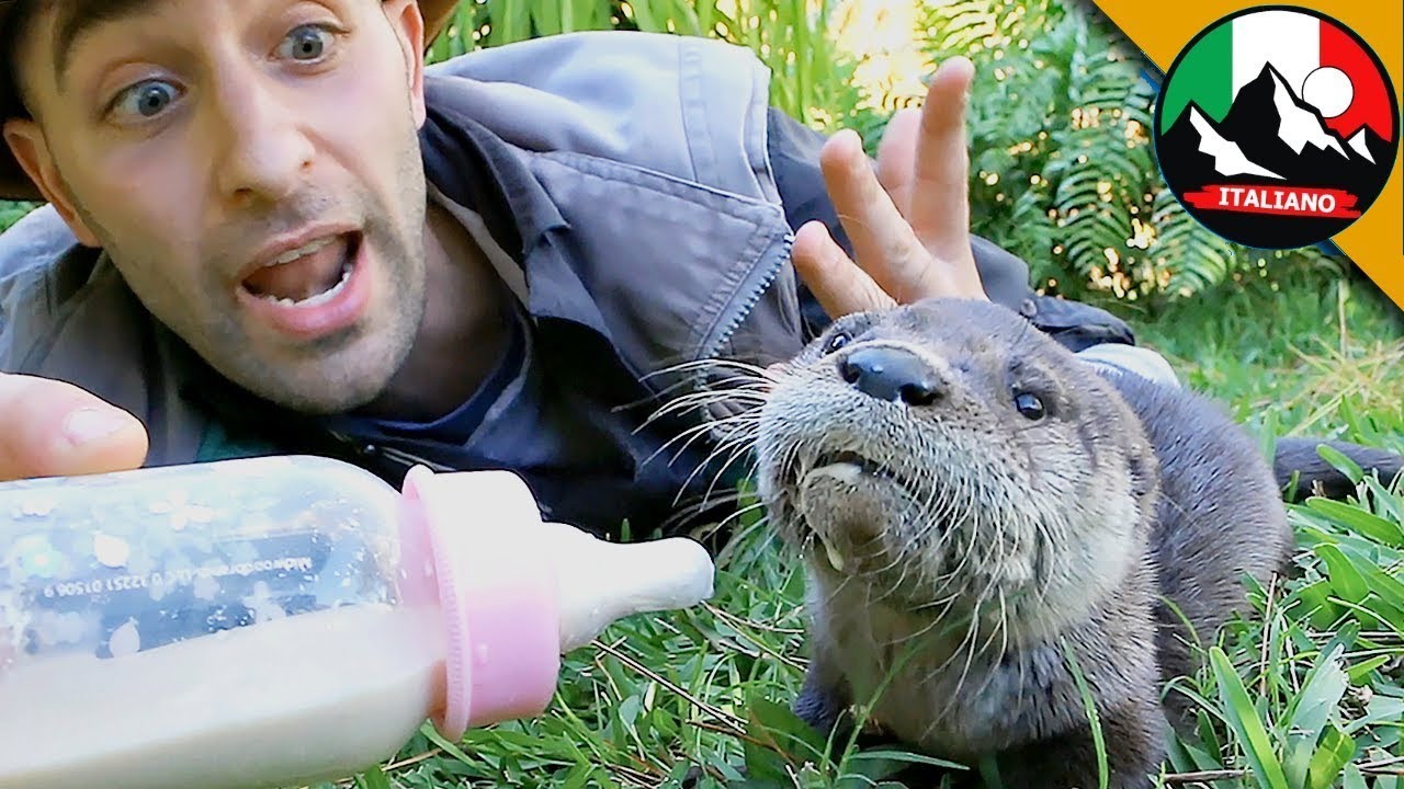 FATTI INCREDIBILI SULLA LONTRA! La nutriamo con il biberon di latte 🦦🦦| Brave Wilderness Italiano