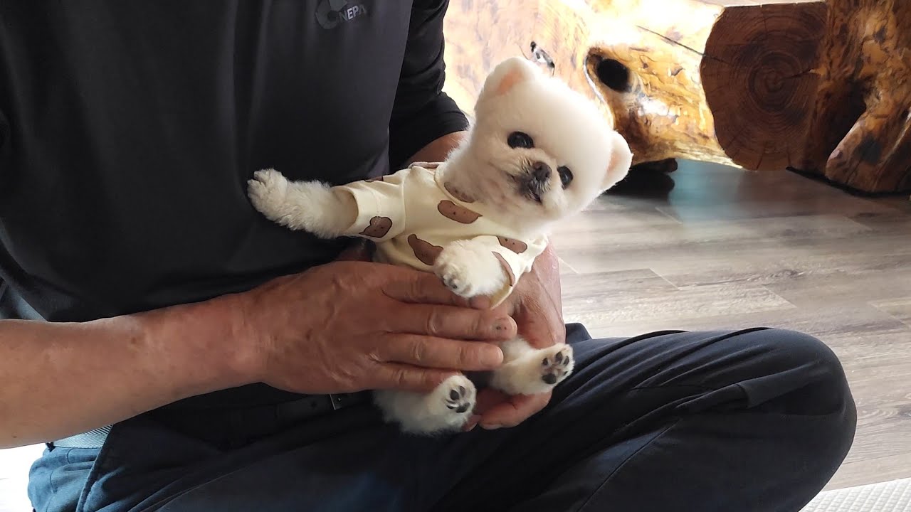 Храбрая собачка и страшный дедушка! Смогут ли они подружиться?