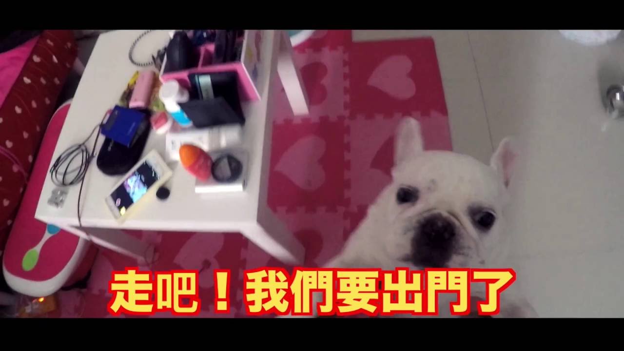 可愛法鬥包子狗狗現場直播 - 起床篇