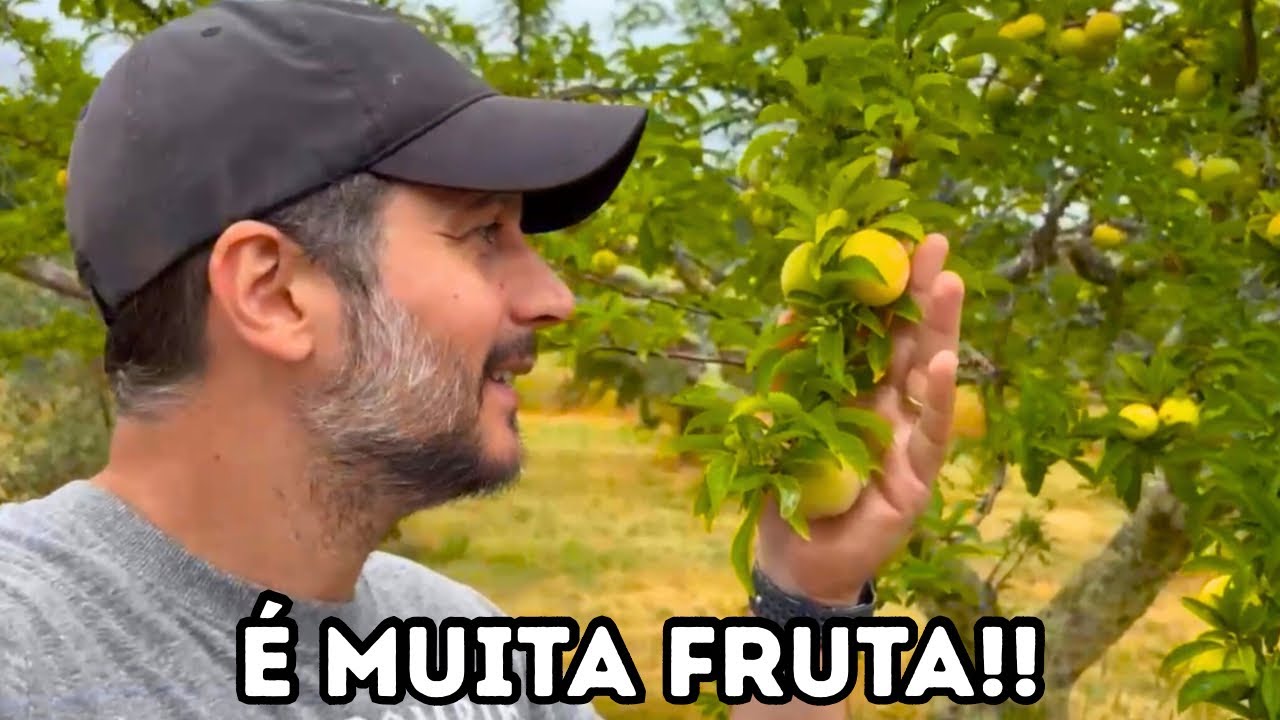 TRANSFORMAMOS NOSSA PROPRIEDADE NO INTERIOR DE PORTUGAL EM UM PARAÍSO DE FRUTAS!! 🍋🍊🍑