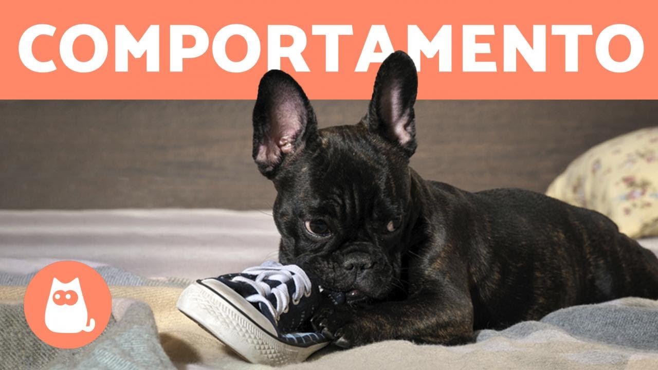 10 problemas de COMPORTAMENTO CANINO
