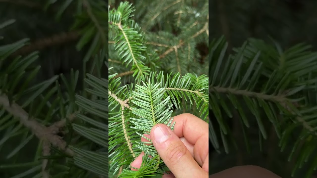 Conifer Identification