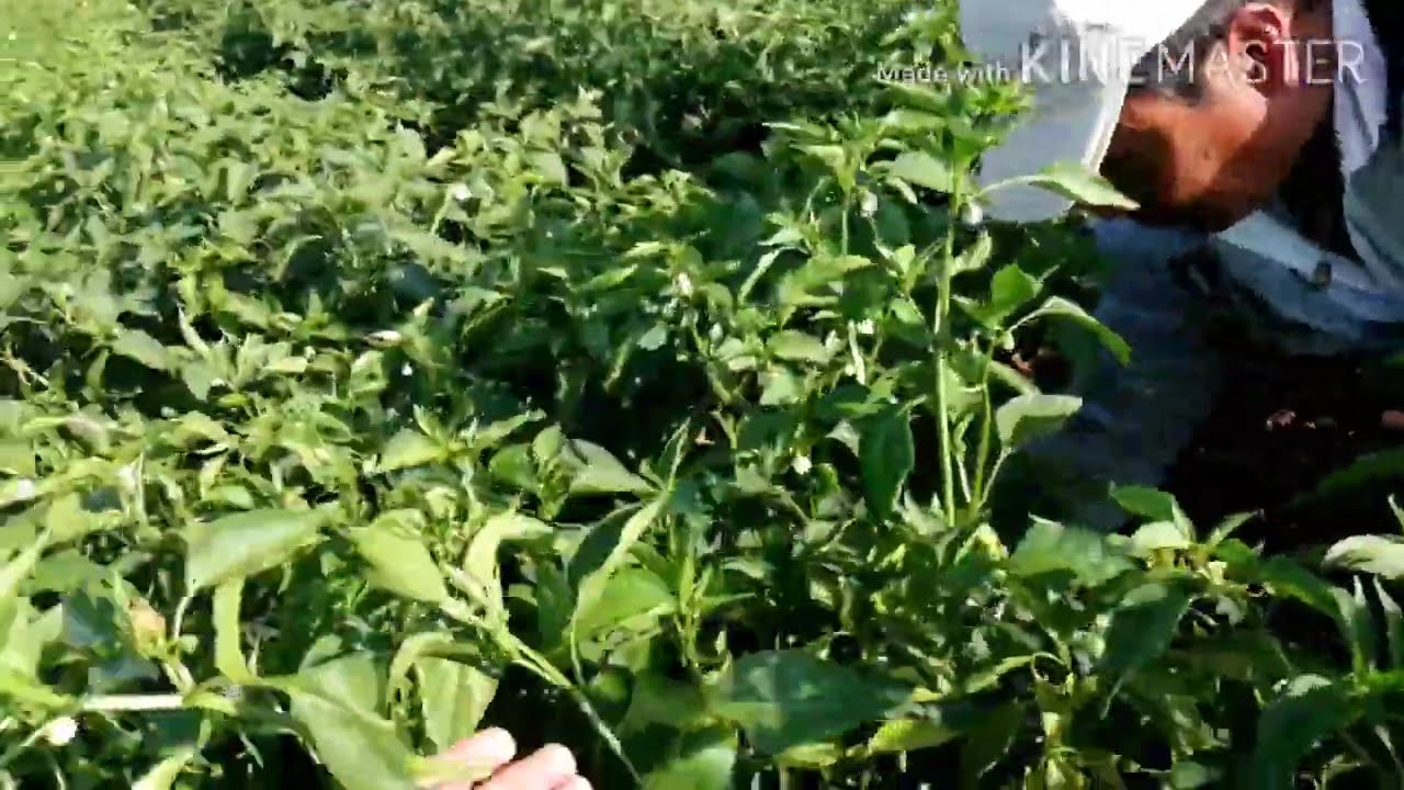 Cultivo Chile Guajillo. echando puntas. | sin acolchado |
