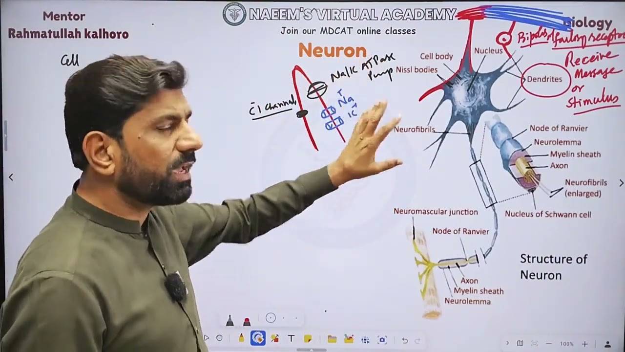 Biology Lecture no: 5 Neuron 