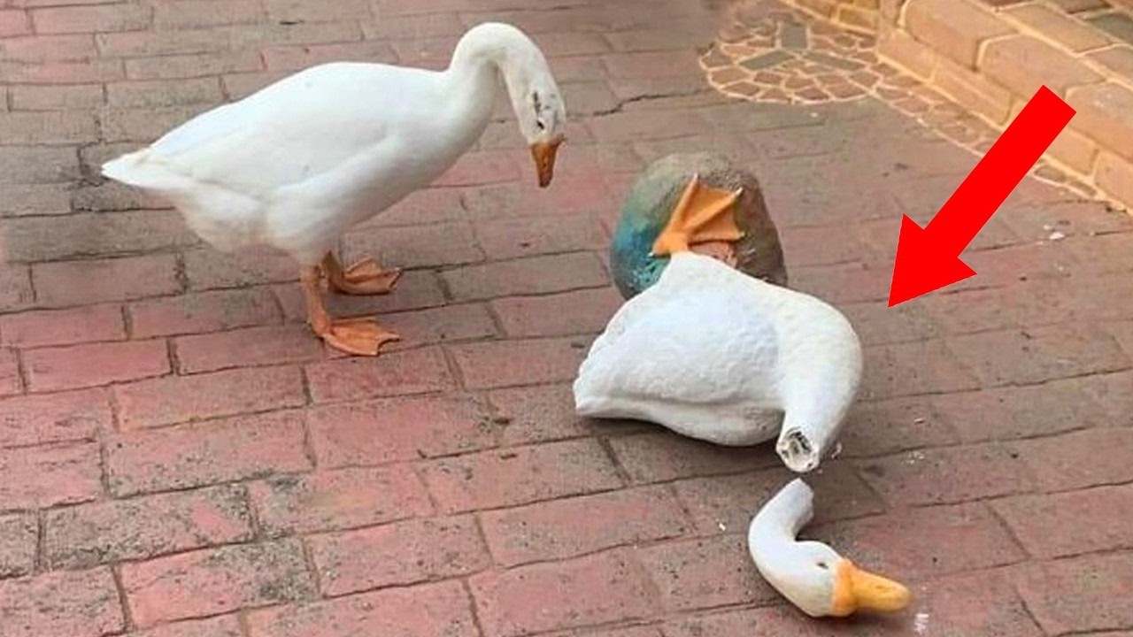 Funniest Animal Moments Across The Internet Will Make You Laugh 🤣