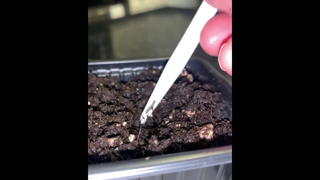 #singleseedchallenge2021 Aji Dulce pepper, zone 8A