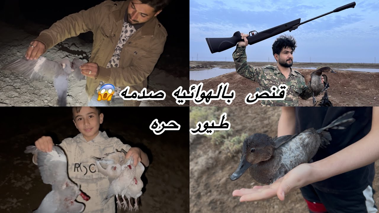 اقوه صيد دجاج الماء و طير الكوشره بالهوائيه 