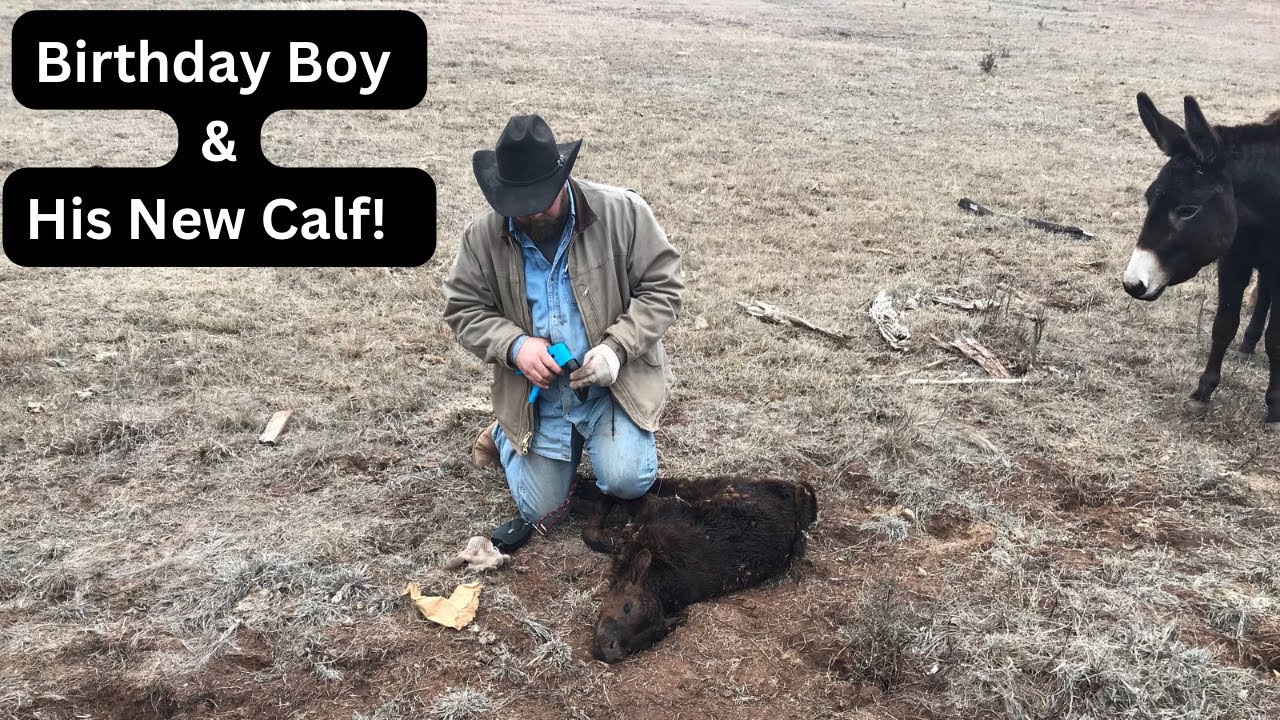 More New Calves!!