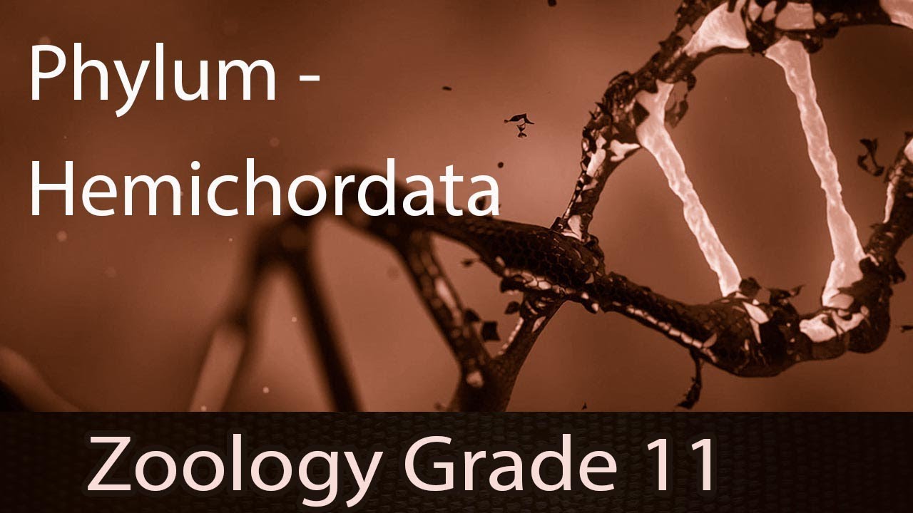 Animal Kingdom | Phylum- Hemichordata | Detailed Explanation | Representation | Part 10