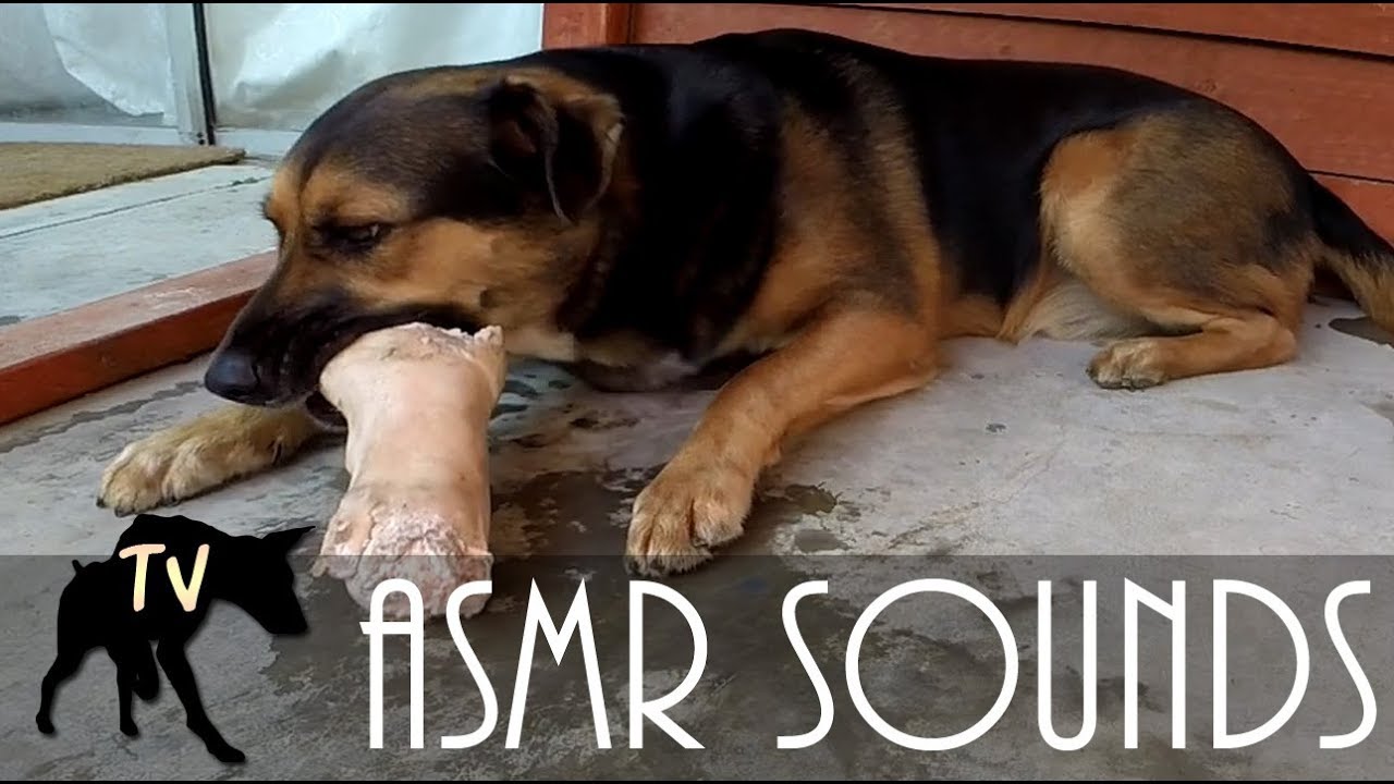 ASMR Dog eating Pigs Foot Full Hour | Raw Feeding Vlog