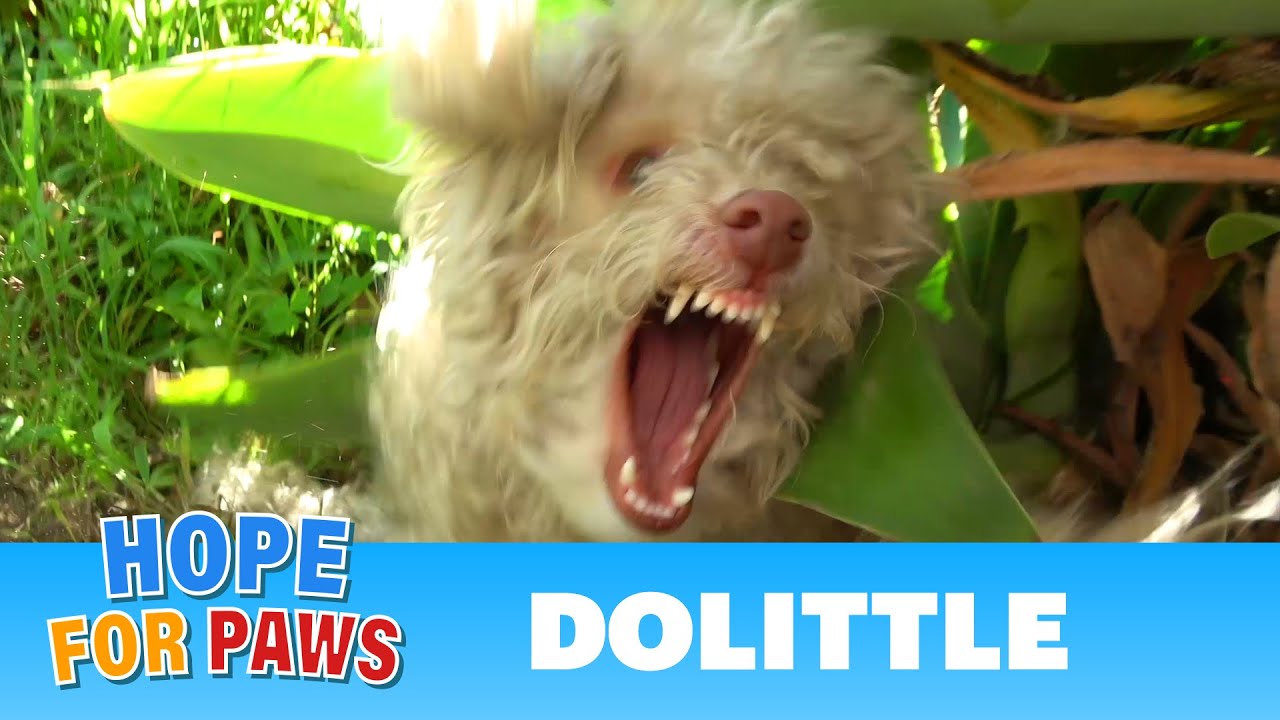 I didn't realize the poodle was blind until the rescue was over!!! #dogrescue