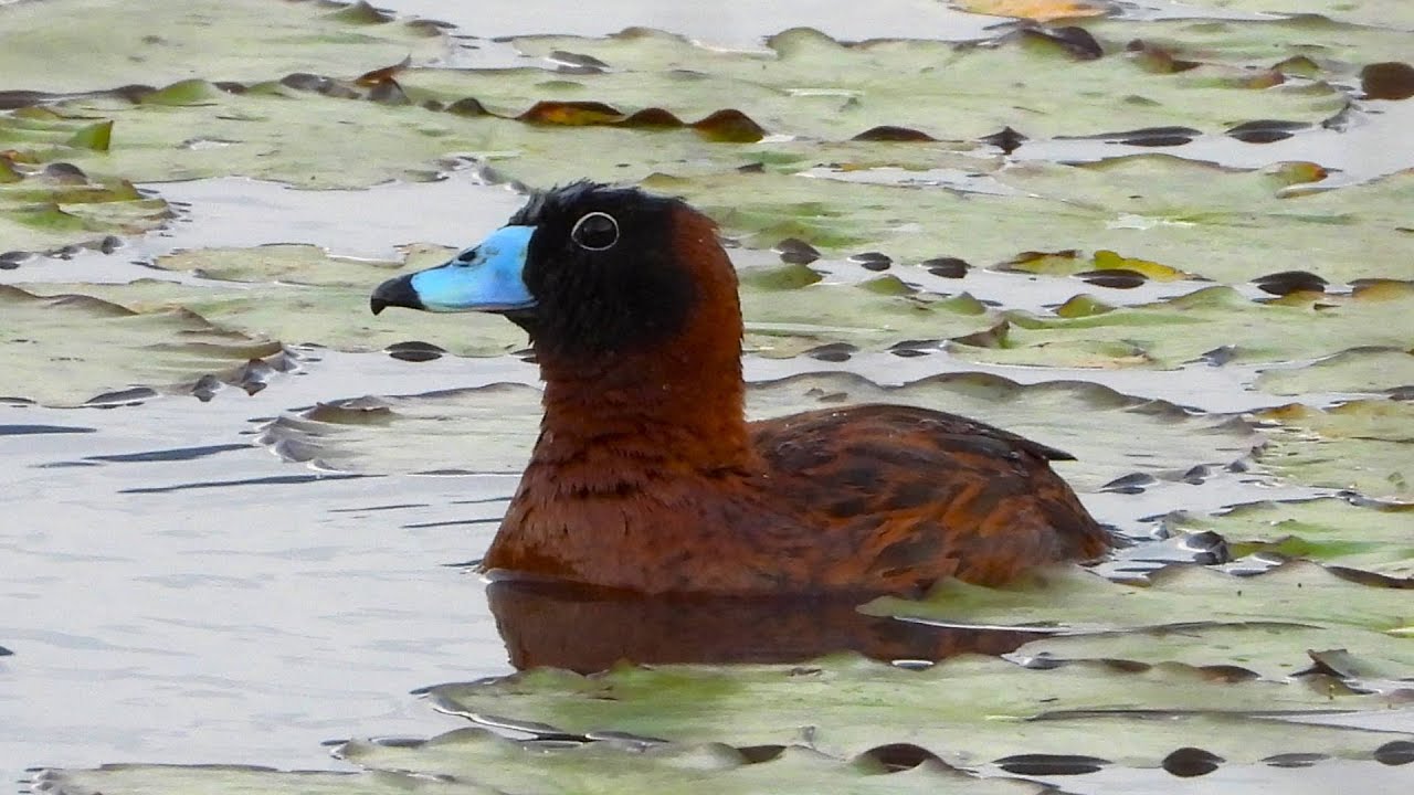 Pato Enmascarado - Moyobamba (Perú)