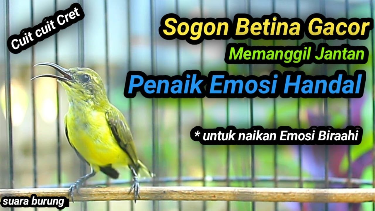 CUITAN HANDAL SOGON BETINA GACOR MEMANGGIL JANTAN, BIKIN EMOSI SOGON TROTOL GACOR DOR LANGSUNG