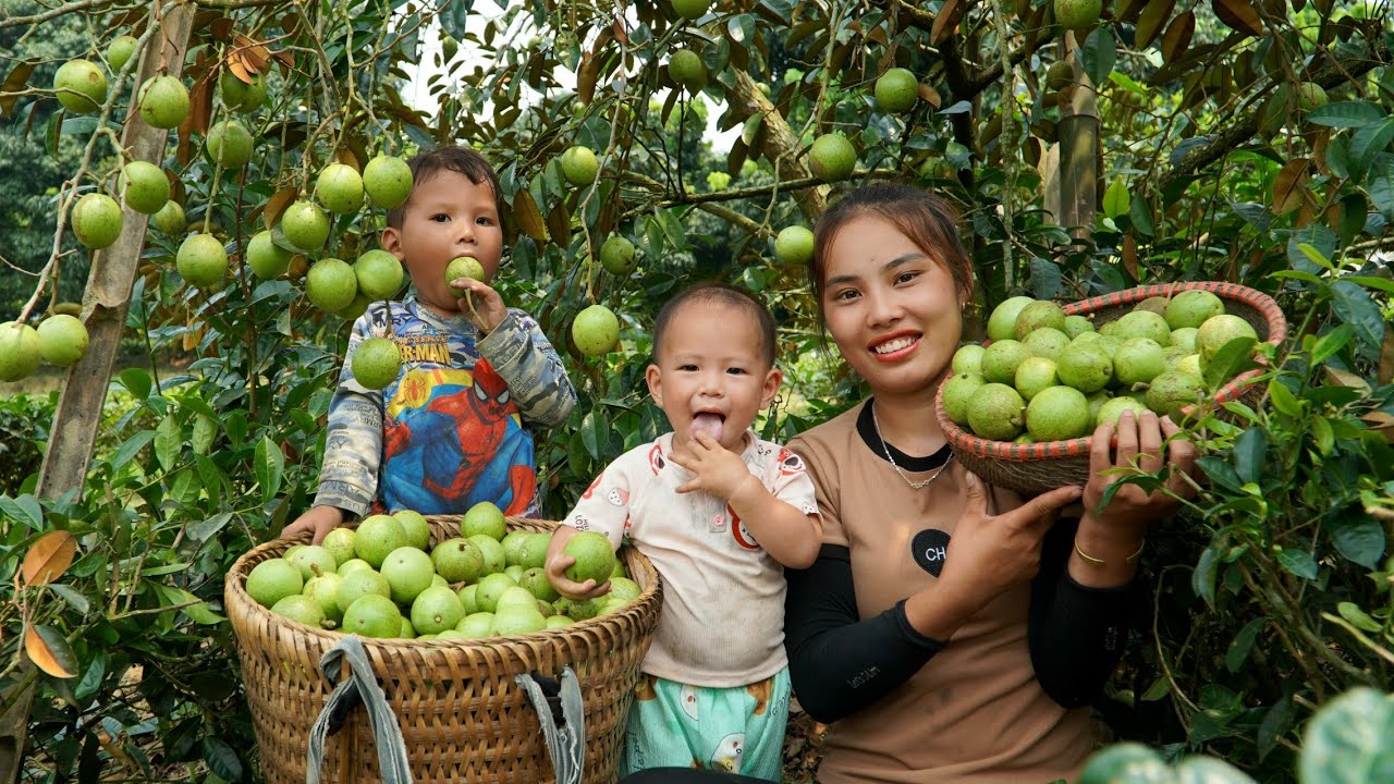 Single Girl: Harvesting star apples and bringing them to the market to sell | bath the baby
