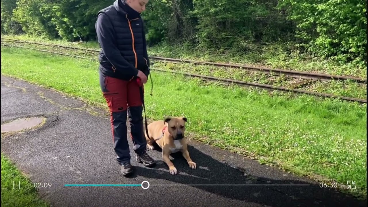 Formation gestion et encadrement des chiens de refuge