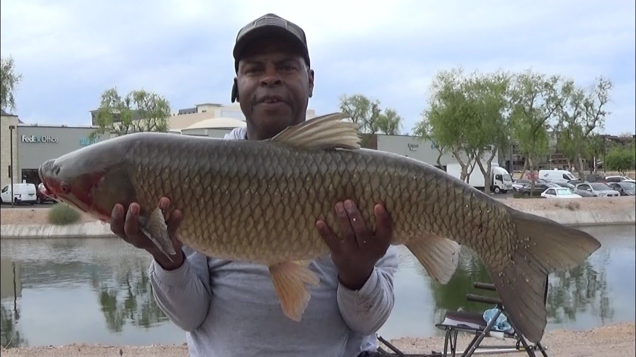 35 POUND GIANT GRASS CARP !!  (New Personal Best) Caught with Zebco 888 Reel