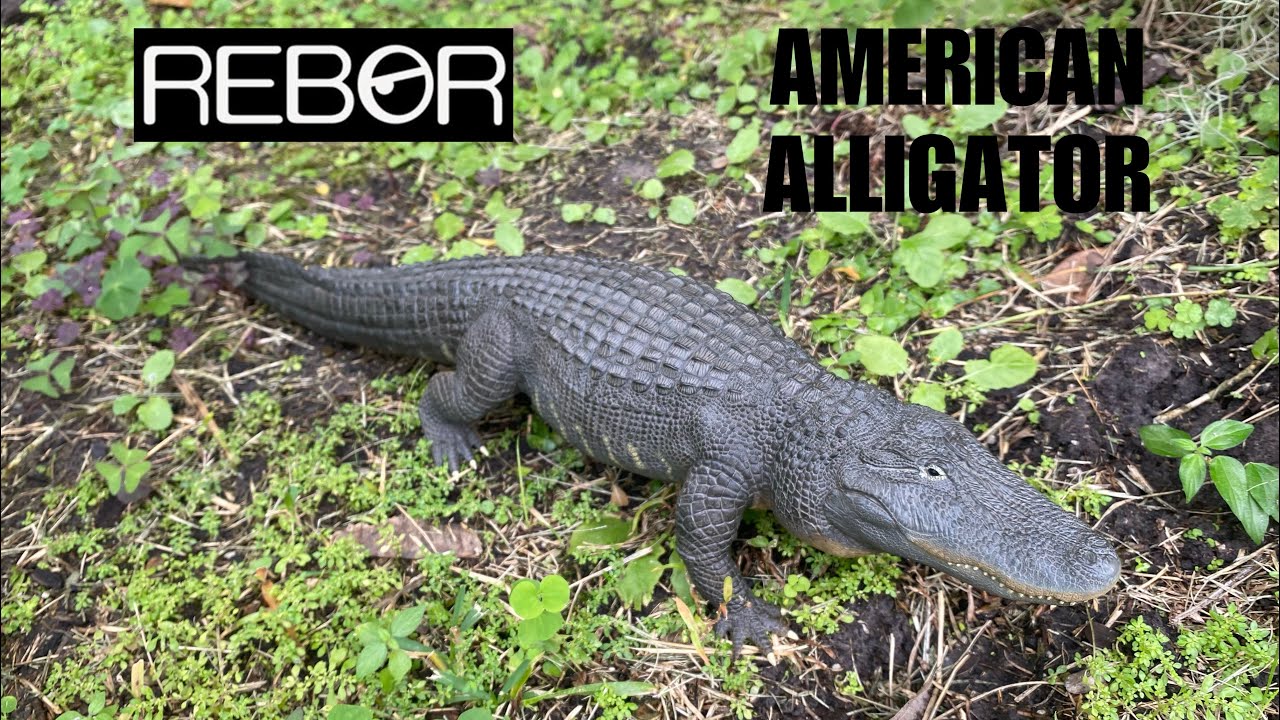 Обзор греющейся на солнце версии Rebor Grab N Go American Alligator “Bizkit”.