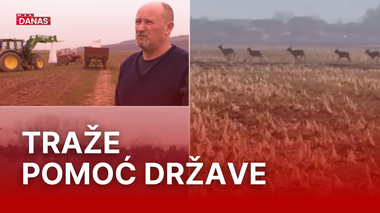 Ratari očajni zbog jelenske divljači koja uništava polja: 'Baranja postaje Bocvana' | RTL Danas