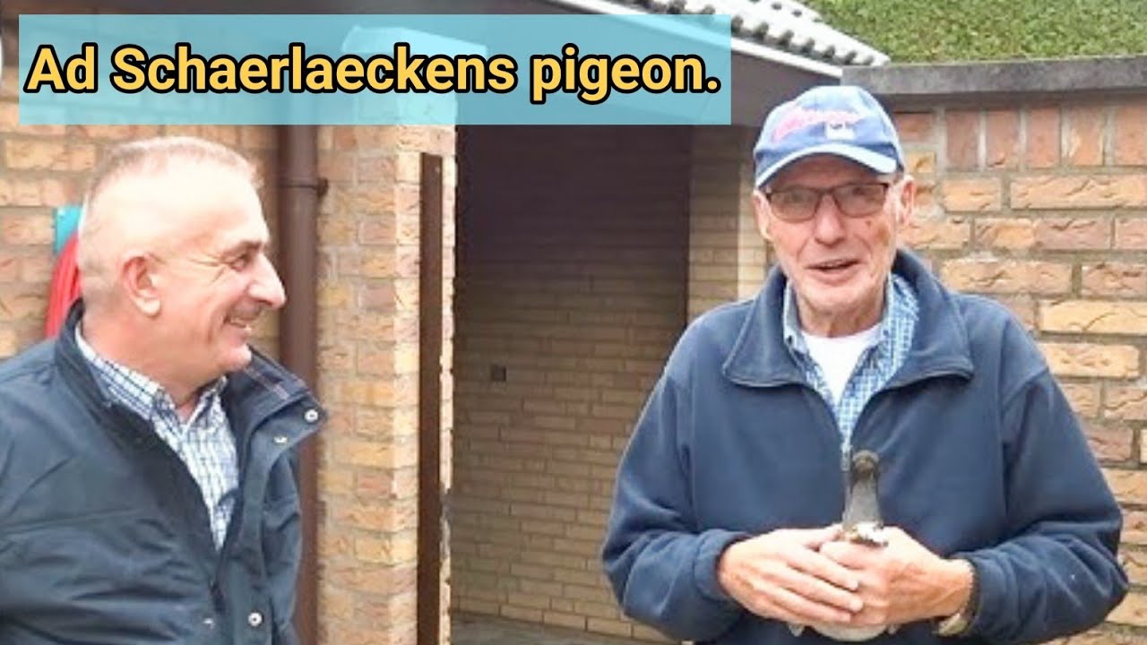 Ad Schaerlaeckens racing pigeon : The Pioneer of Modern Racing Pigeon Breeding