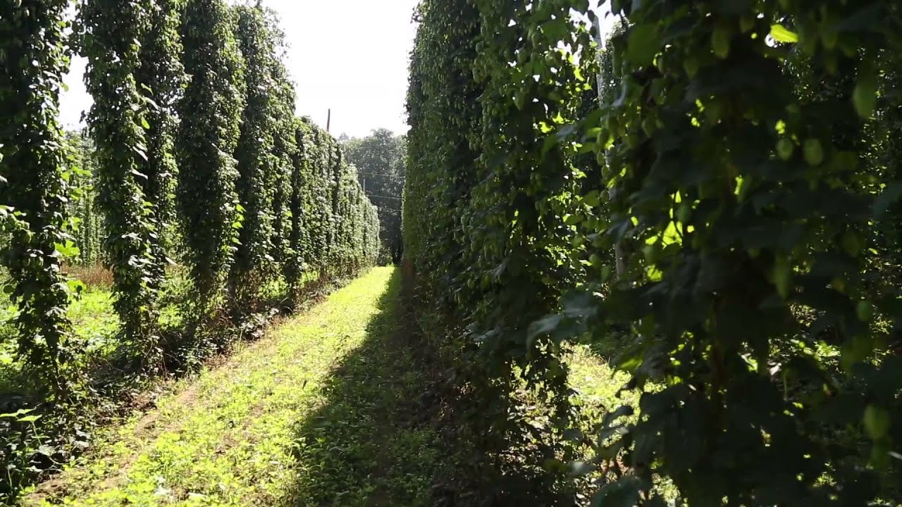 Cosecha de Lúpulo Ecológico en Galicia 2014
