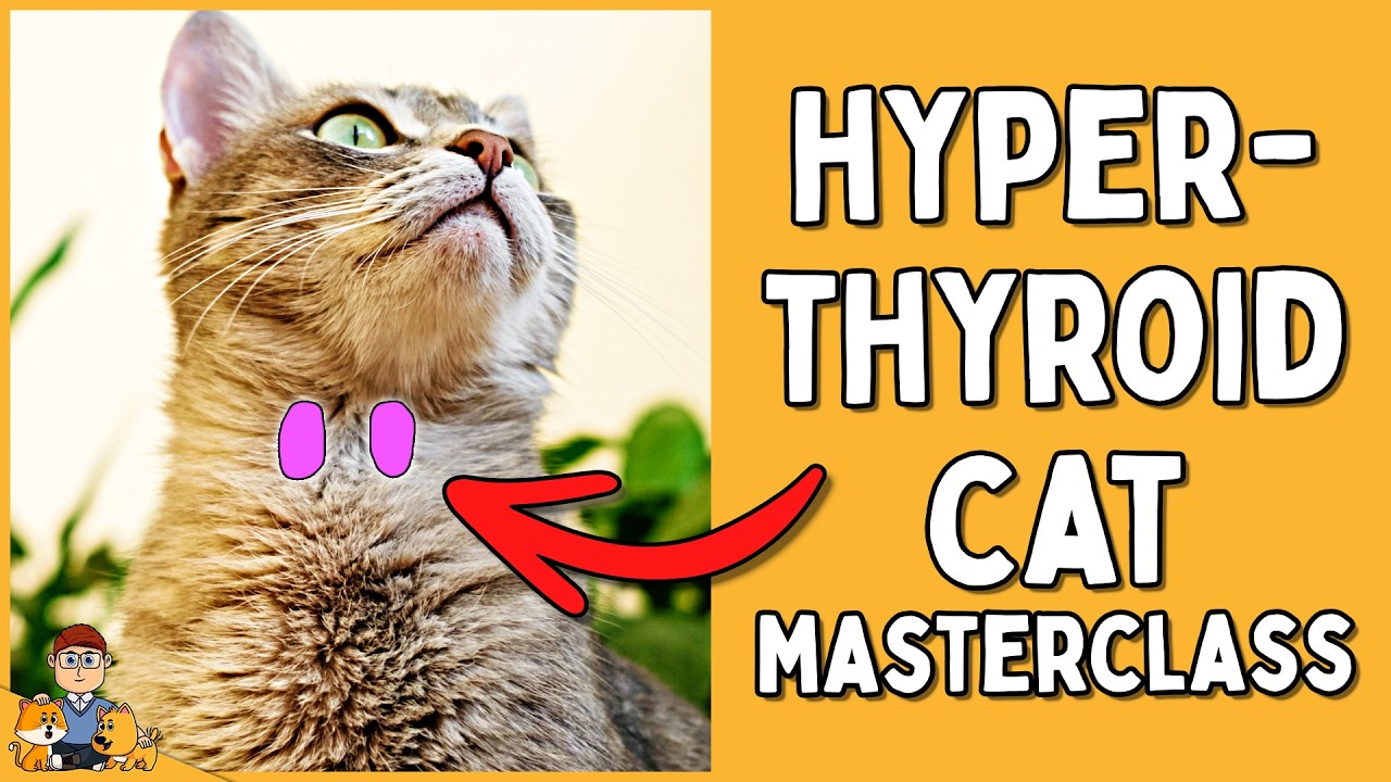 Hyperthyroid cats: EVERYTHING you need to know (symptoms, treatment, prognosis)