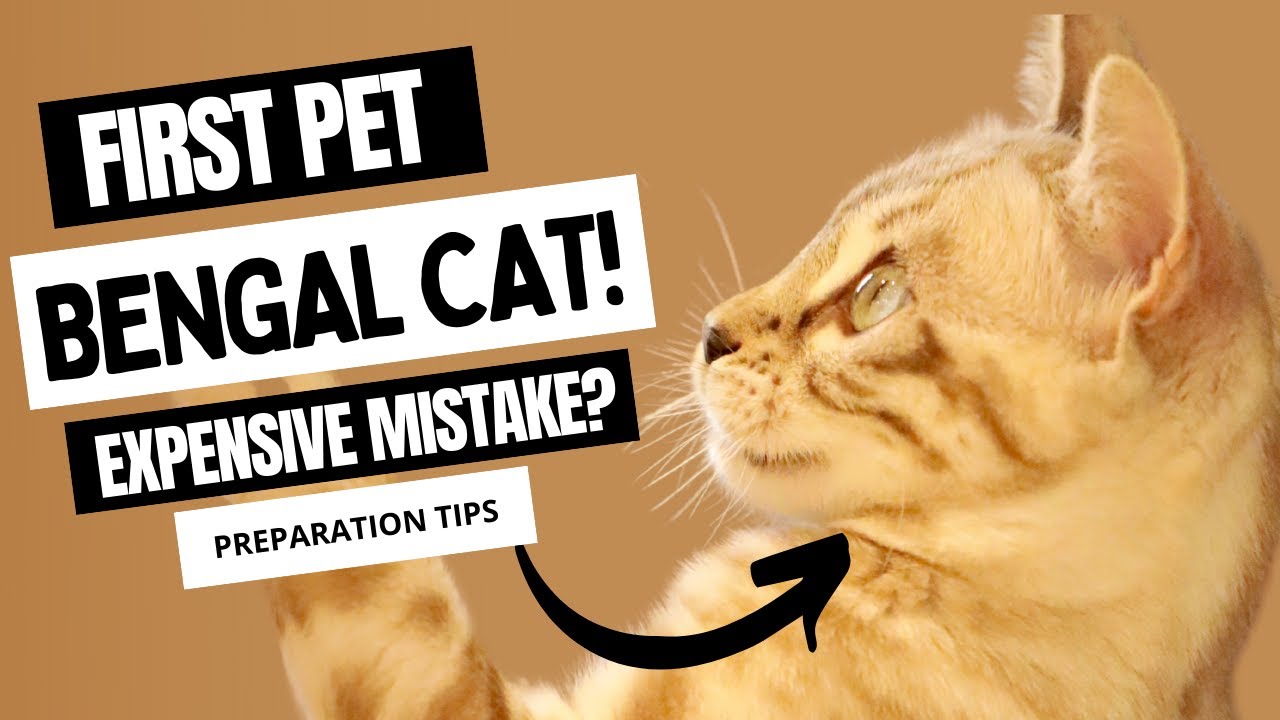 BENGAL CAT as a first pet! Will it be an EXPENSIVE MISTAKE? Tips on how to prepare.