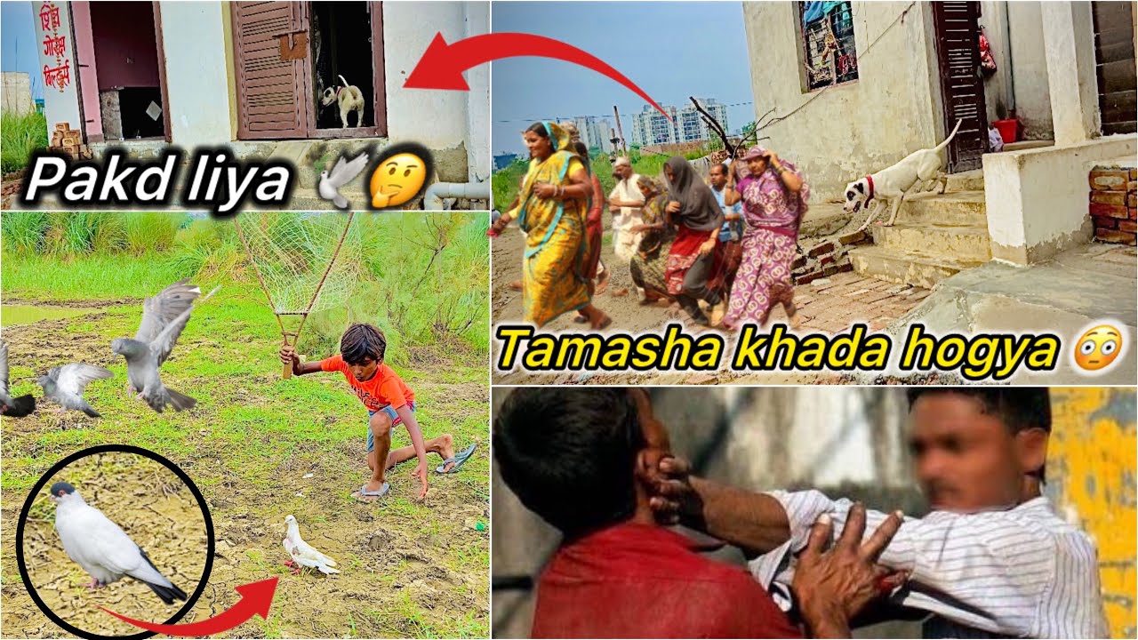 Pitbull k Liye Hogyi Ladai 😮 || Rang laga hua kabutar pakdne gaye 🤔