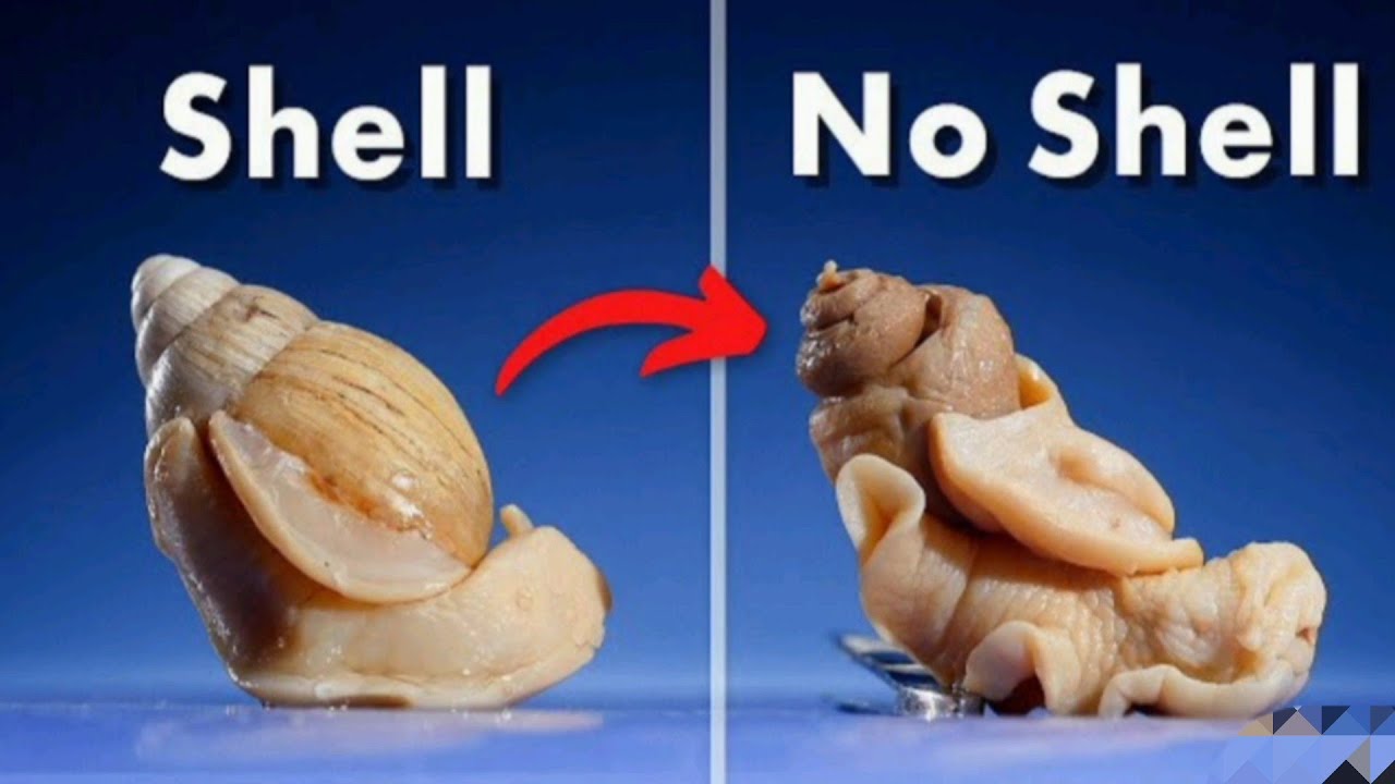 What's Inside a Snail Shell?