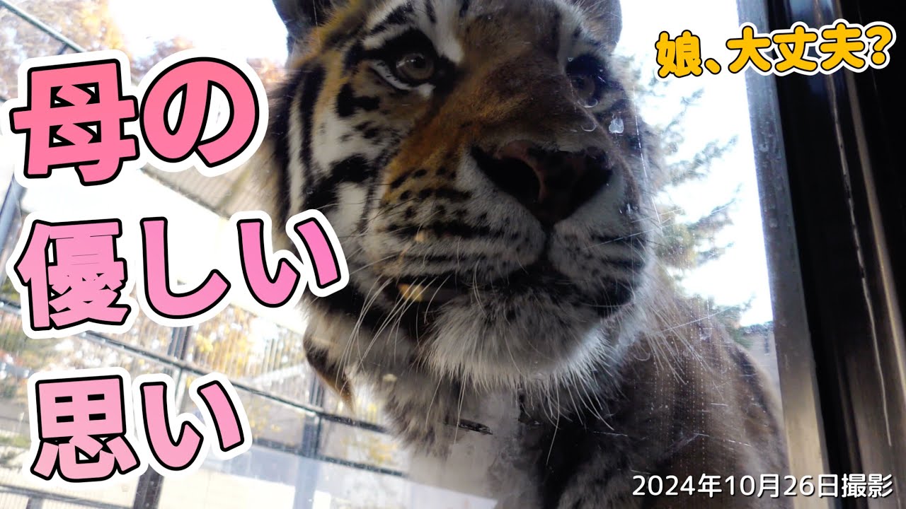 《旭山動物園ライオン＆トラ》すれ違い親娘ｻﾞﾘｱ＆ﾒｲ。ライオンが人に笑いを取りにくる？オリトイオ＆トラファミリーvol584/Tiger Stands Alone&Lion Gets Laughs